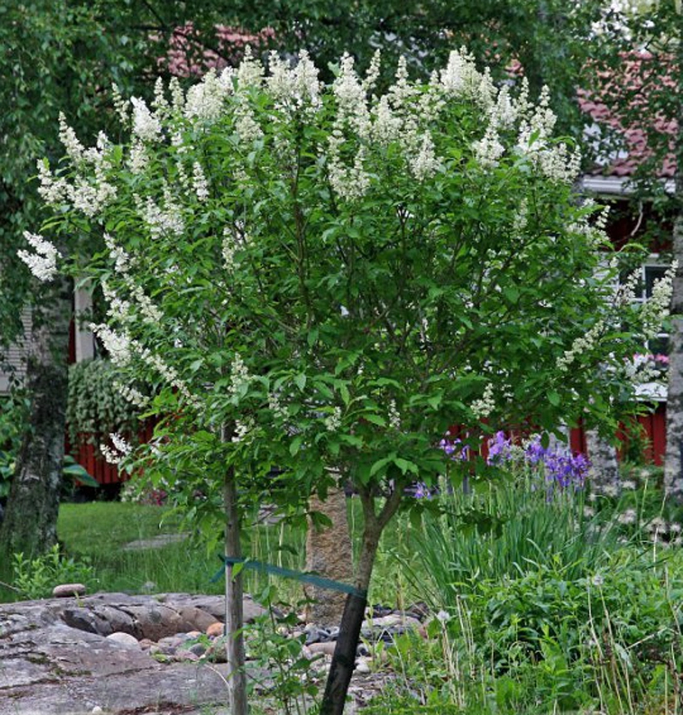 Сирень Генри 'Таммелан Каунотар' (белая)